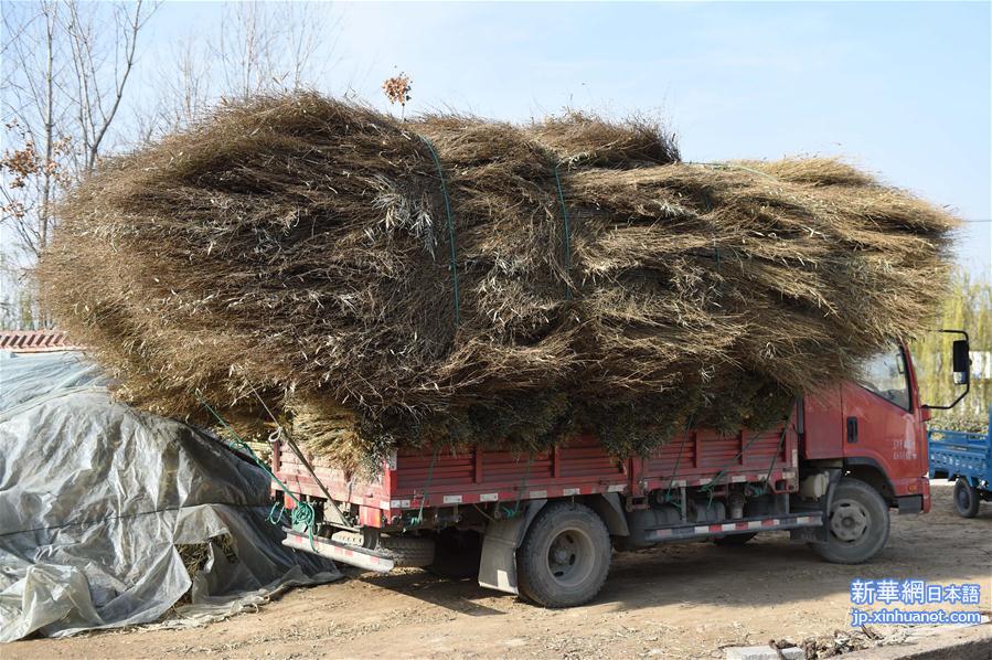（社会）（6）安徽五河：小扫帚变身大产业