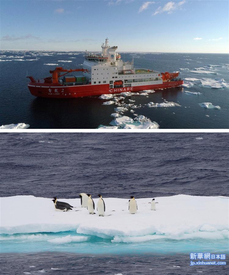 （“雪龙”探南极）（1）南大洋上“偶遇”动物世界