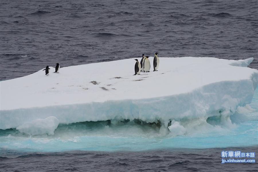 （“雪龙”探南极）（2）南大洋上“偶遇”动物世界