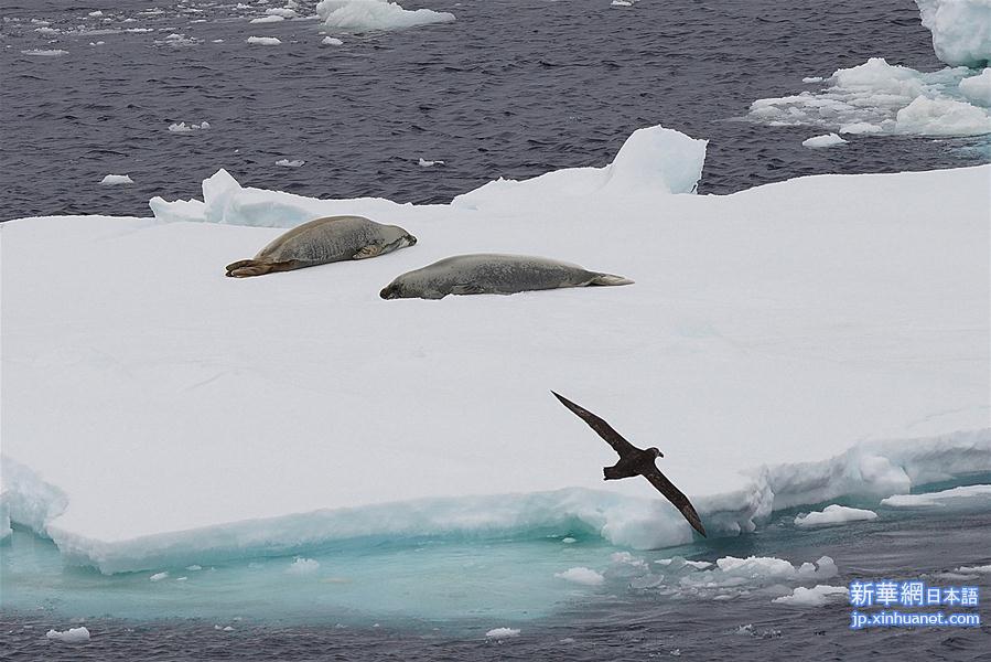 （“雪龙”探南极）（4）南大洋上“偶遇”动物世界
