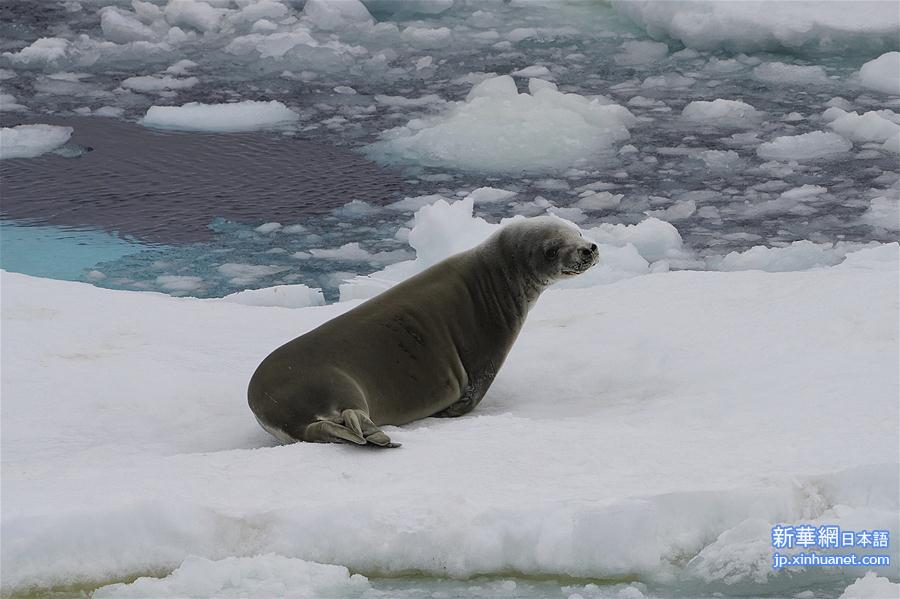 （“雪龙”探南极）（5）南大洋上“偶遇”动物世界