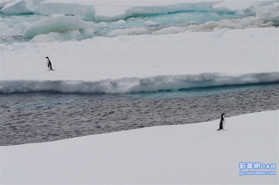 （“雪龙”探南极）（7）南大洋上“偶遇”动物世界