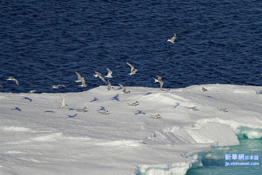 （“雪龙”探南极）（8）南大洋上“偶遇”动物世界