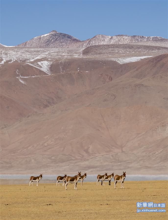 （新华视界）（7）西藏那曲：冬日里的高原生灵