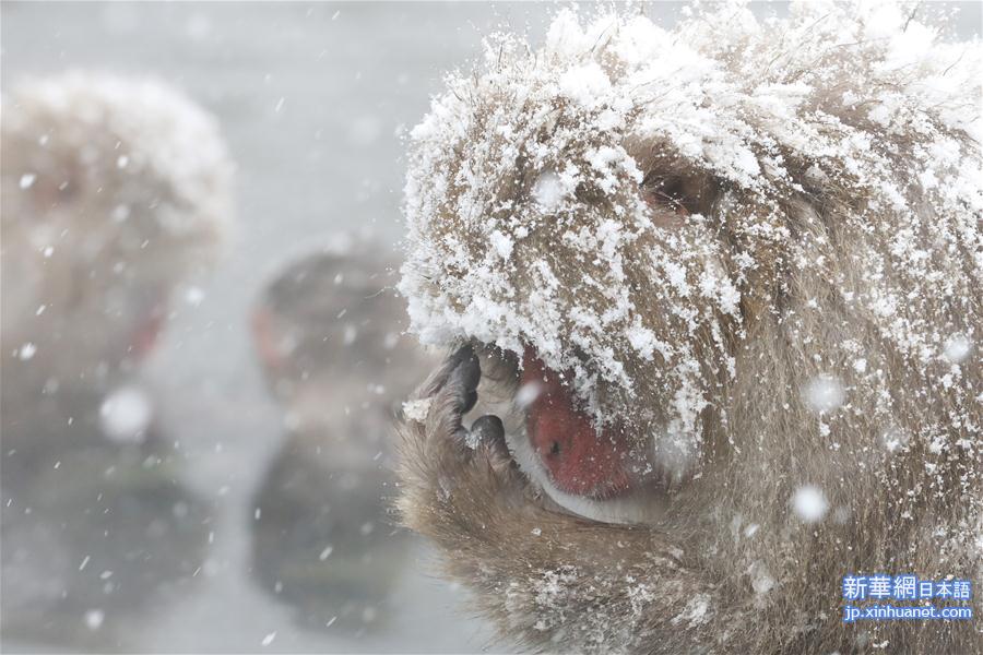 （国际）（3）日本长野：雪猴惬意享温泉