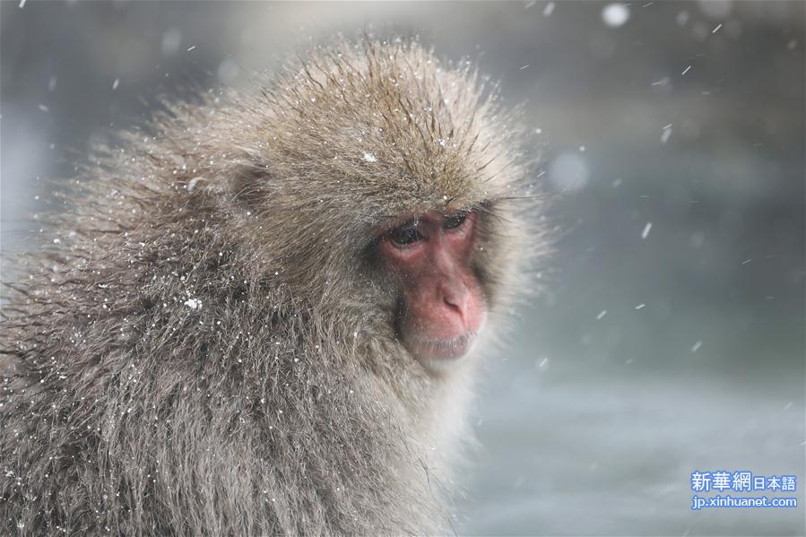 （国际）（5）日本长野：雪猴惬意享温泉