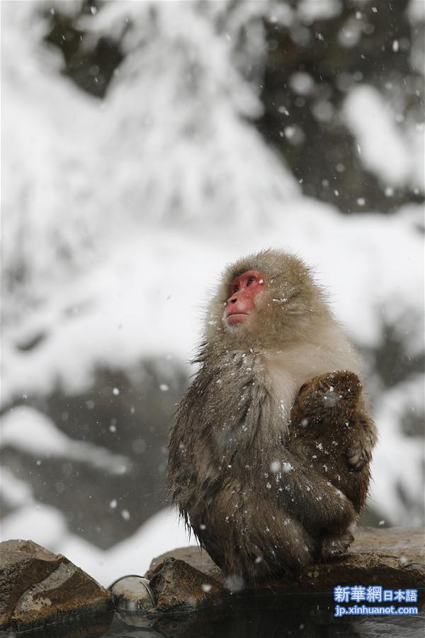 （国际）（6）日本长野：雪猴惬意享温泉