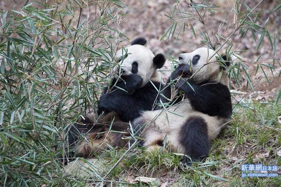 #（新华视界）（1）陕西佛坪：“萌宠”熊猫