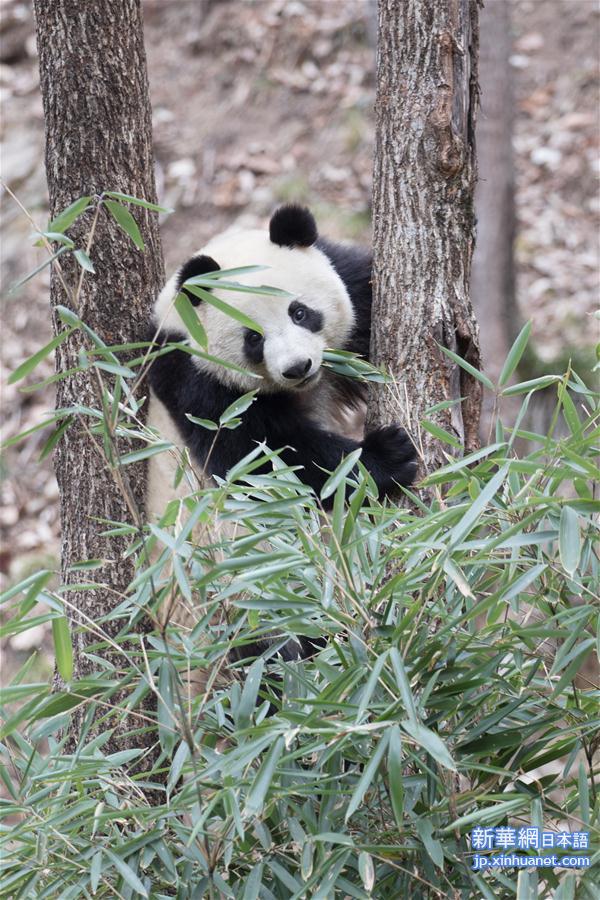 #（新华视界）（2）陕西佛坪：“萌宠”熊猫