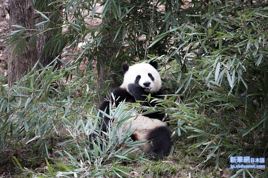 #（新华视界）（3）陕西佛坪：“萌宠”熊猫