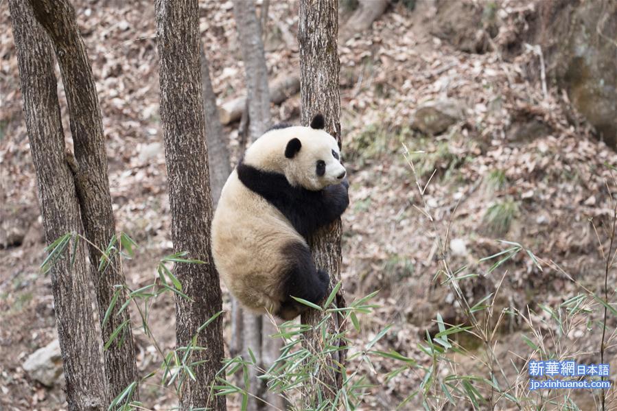 #（新华视界）（4）陕西佛坪：“萌宠”熊猫