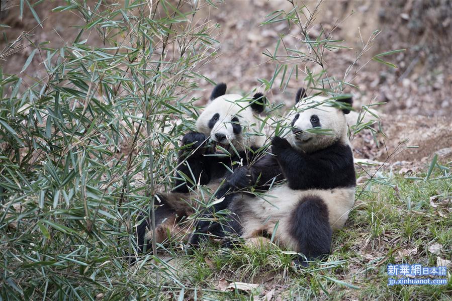 #（新华视界）（5）陕西佛坪：“萌宠”熊猫