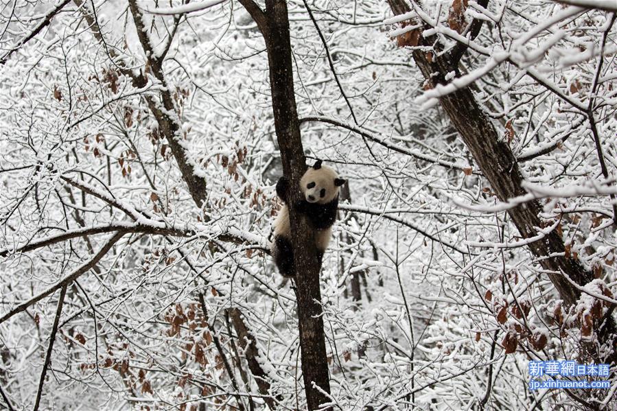 #（环境）（2）瑞雪降 熊猫乐