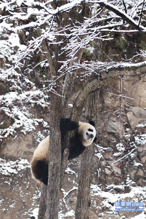 #（环境）（3）瑞雪降 熊猫乐