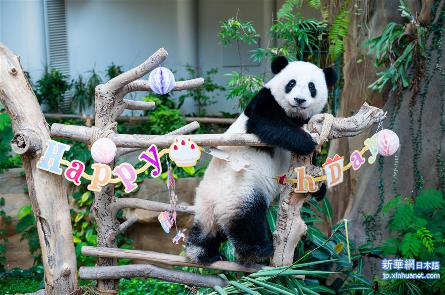 （国际）（8）马来西亚为在马出生的大熊猫“谊谊”庆生