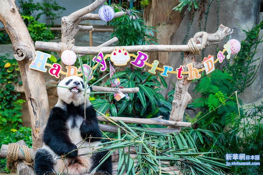（国际）（10）马来西亚为在马出生的大熊猫“谊谊”庆生