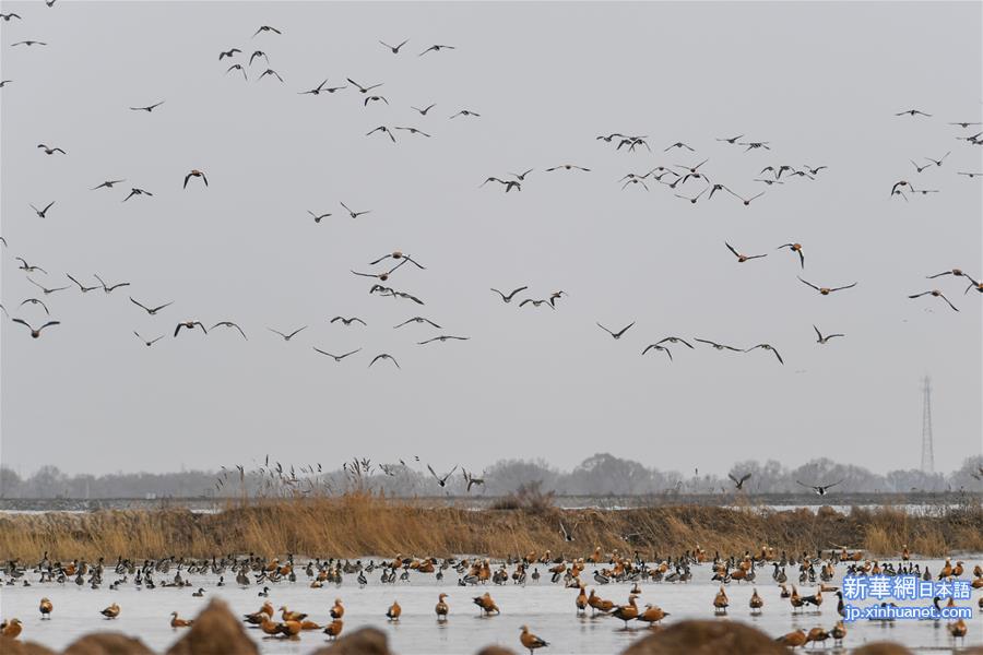 （环境）（2）呼和浩特海流水库迎来迁徙候鸟