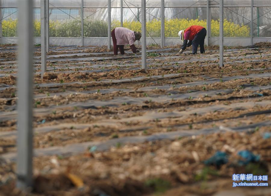 （经济）（8）南京谷里现代农业示范区春耕田管忙