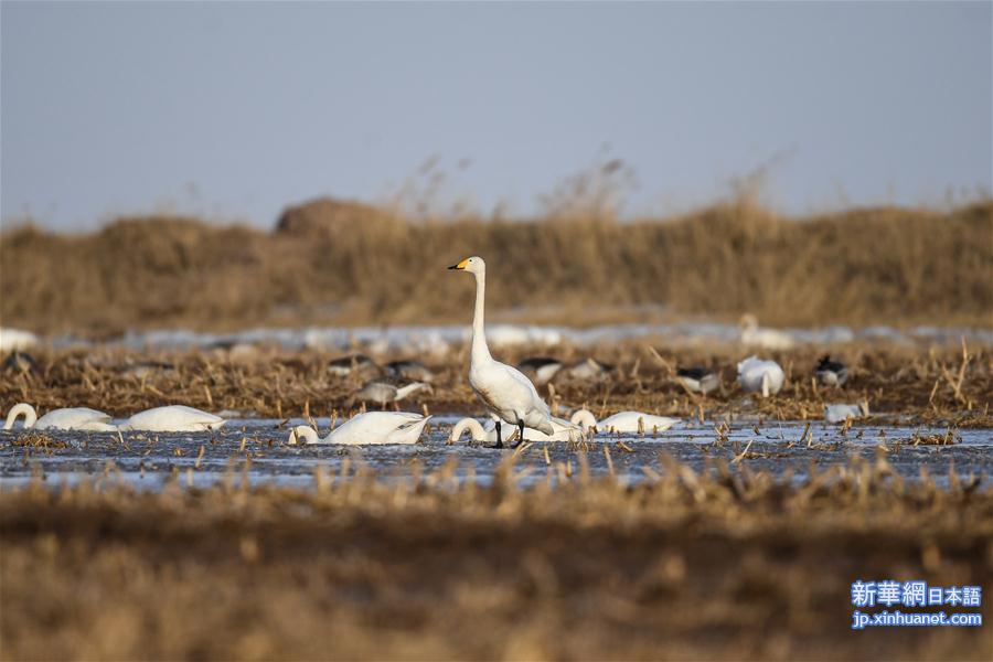 （环境）（3）黄河湿地迎候鸟