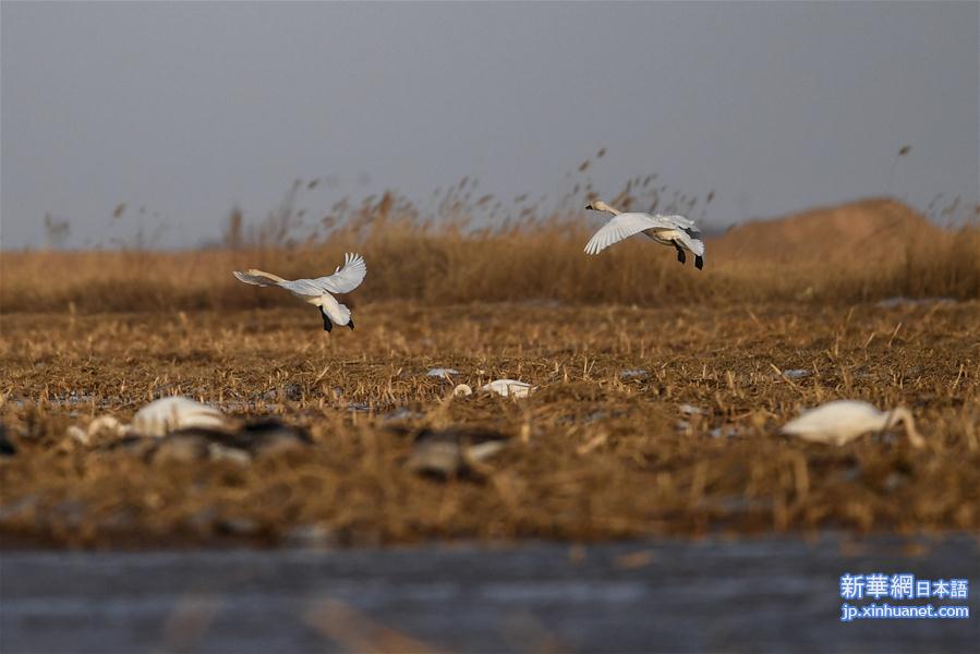 （环境）（5）黄河湿地迎候鸟