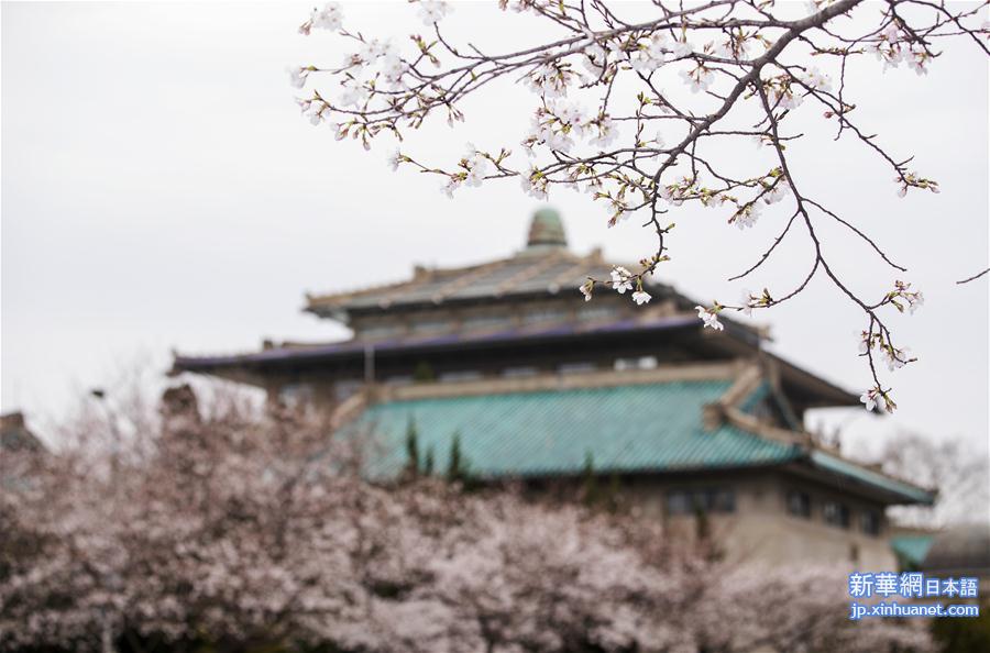 （聚焦疫情防控）（2）武汉大学开通“云赏樱”  向公众展示校园樱花美景