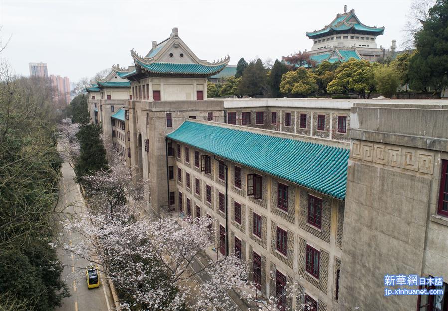 （聚焦疫情防控）（3）武汉大学开通“云赏樱”  向公众展示校园樱花美景