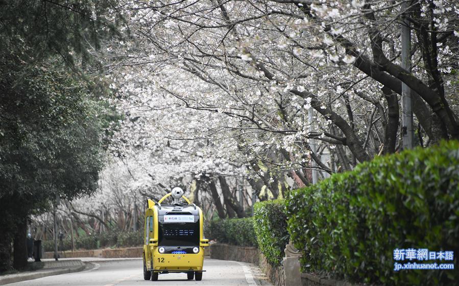 （聚焦疫情防控）（4）武汉大学开通“云赏樱”  向公众展示校园樱花美景