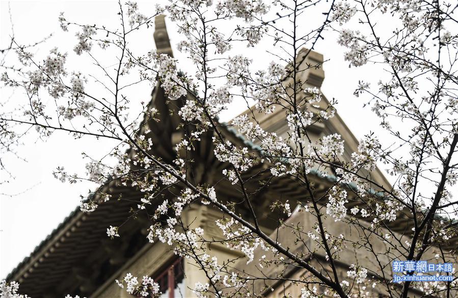 （聚焦疫情防控）（5）武汉大学开通“云赏樱”  向公众展示校园樱花美景