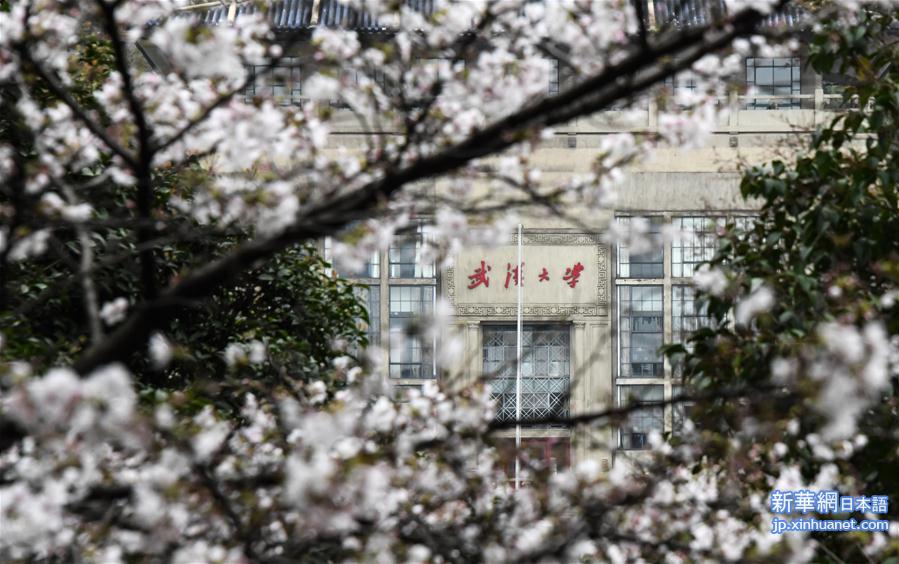 （聚焦疫情防控）（6）武汉大学开通“云赏樱”  向公众展示校园樱花美景