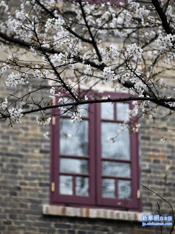 （聚焦疫情防控）（7）武汉大学开通“云赏樱”  向公众展示校园樱花美景