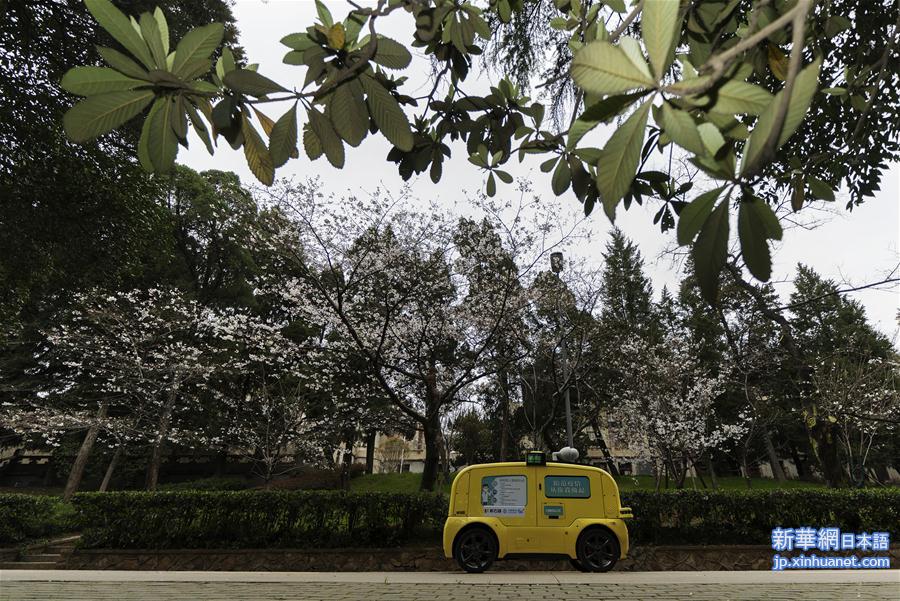 （聚焦疫情防控）（8）武汉大学开通“云赏樱”  向公众展示校园樱花美景