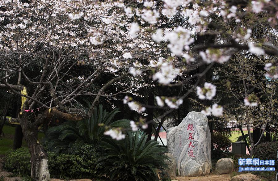（聚焦疫情防控）（9）武汉大学开通“云赏樱”  向公众展示校园樱花美景