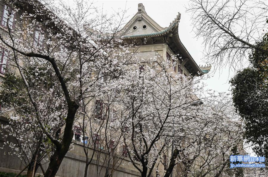 （聚焦疫情防控）（10）武汉大学开通“云赏樱”  向公众展示校园樱花美景