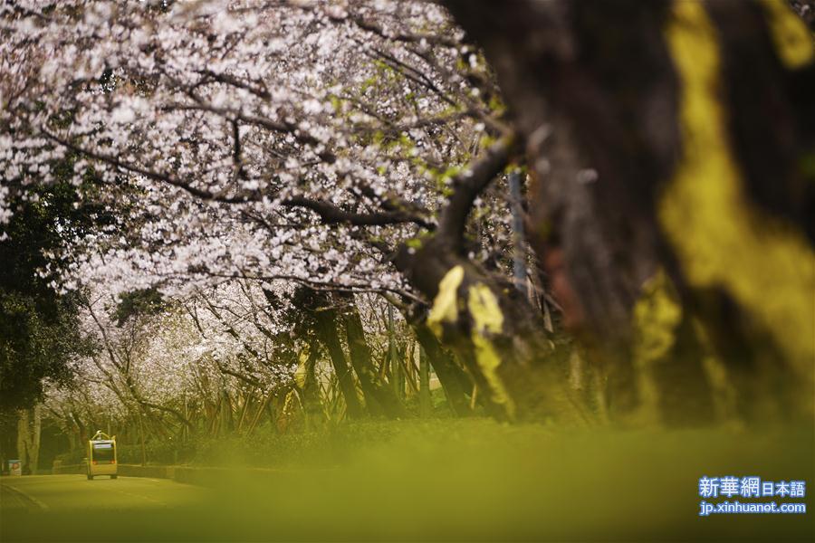 （聚焦疫情防控）（11）武汉大学开通“云赏樱”  向公众展示校园樱花美景