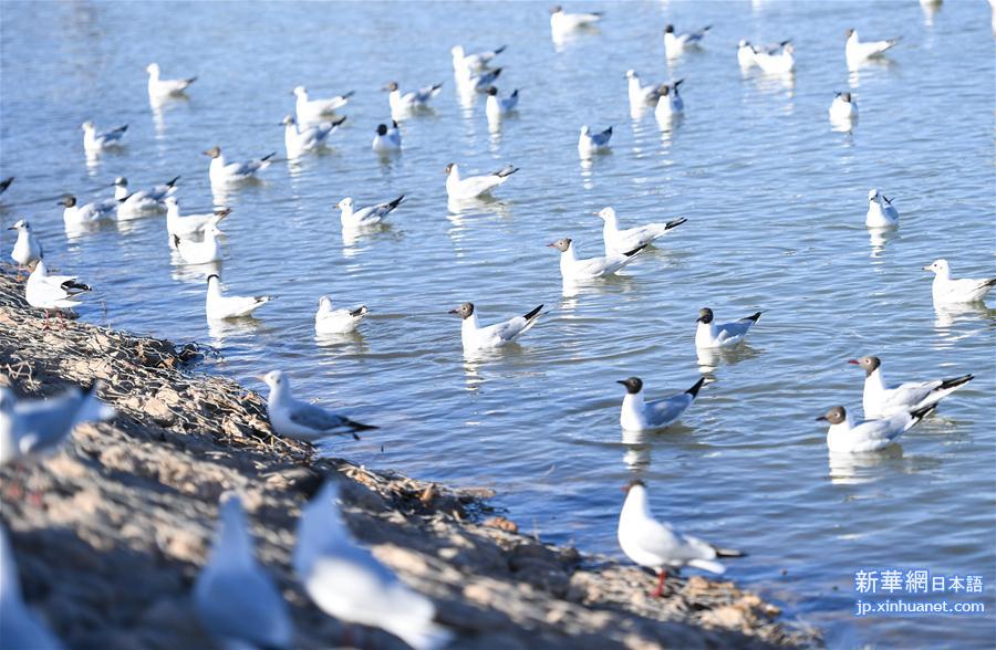 （环境）（1）乌海湖迎来大批红嘴鸥