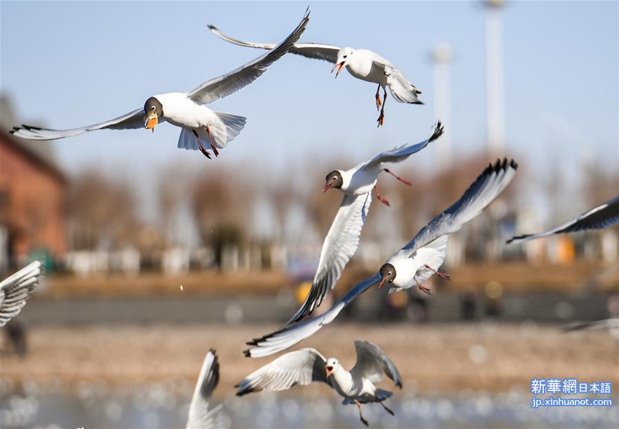（环境）（5）乌海湖迎来大批红嘴鸥