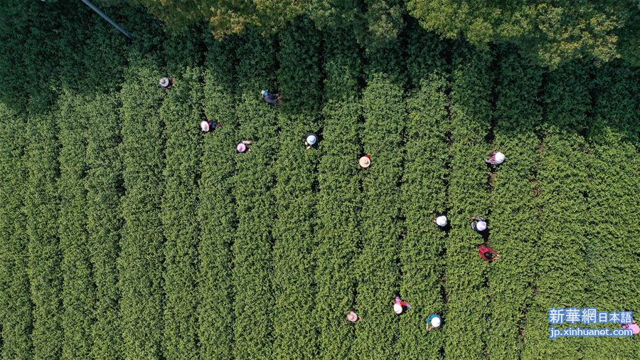 （经济）（2）南京：春茶开采 茶企复工