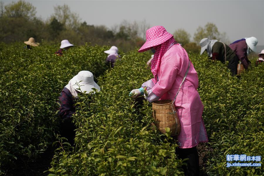 （经济）（3）南京：春茶开采 茶企复工