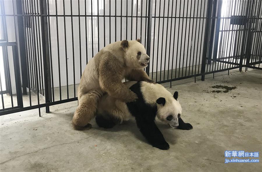 （社会）（1）全球唯一圈养棕色大熊猫“七仔”首次成功自然交配