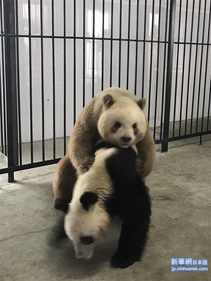 （社会）（2）全球唯一圈养棕色大熊猫“七仔”首次成功自然交配