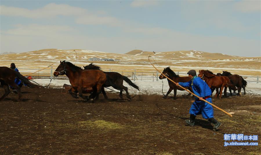（新华视界）（1）内蒙古首支马背警队：警民联手驯马忙