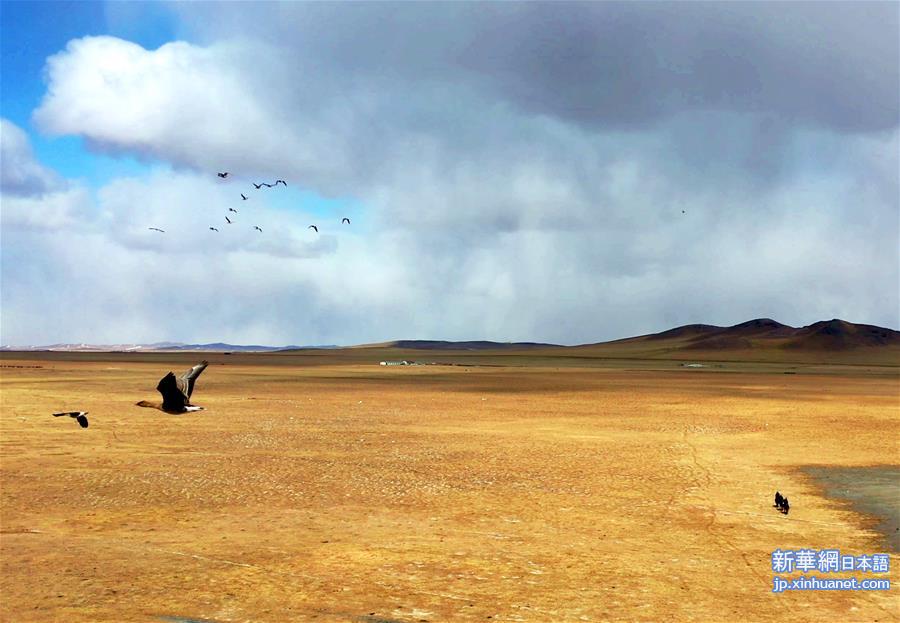 （环境）（1）内蒙古：巡护踏查  保护候鸟