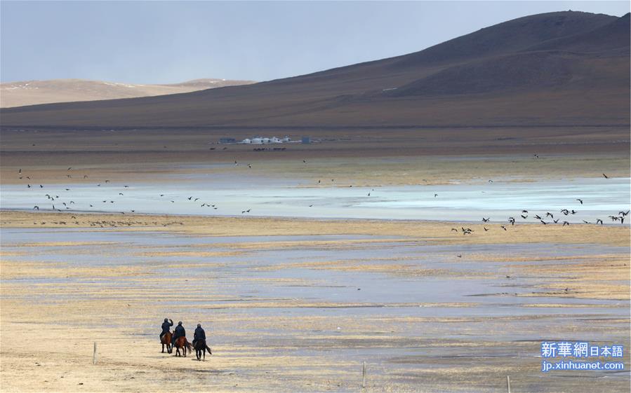 （环境）（2）内蒙古：巡护踏查  保护候鸟
