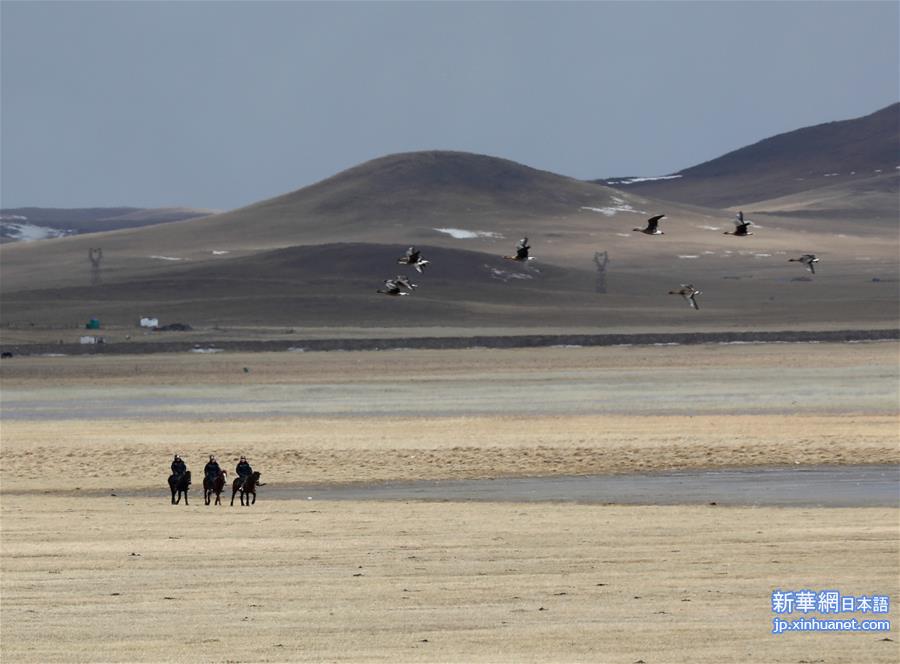 （环境）（4）内蒙古：巡护踏查  保护候鸟