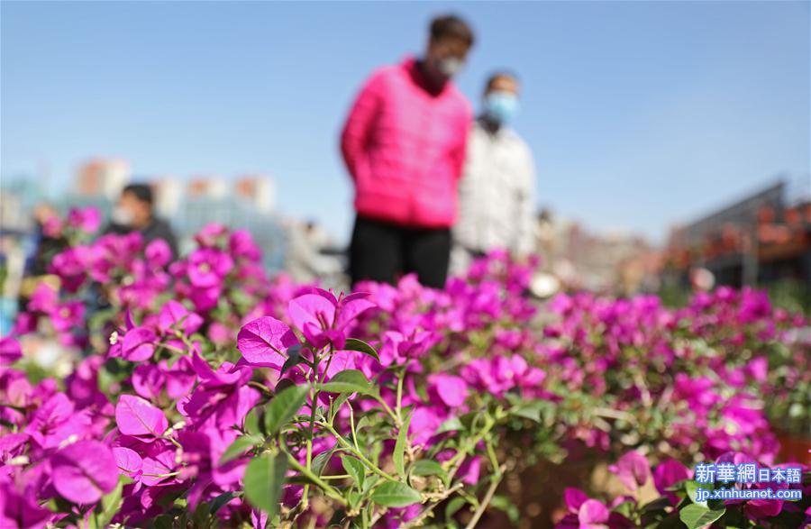 （经济）（1）辽宁鞍山：花卉市场人气渐旺