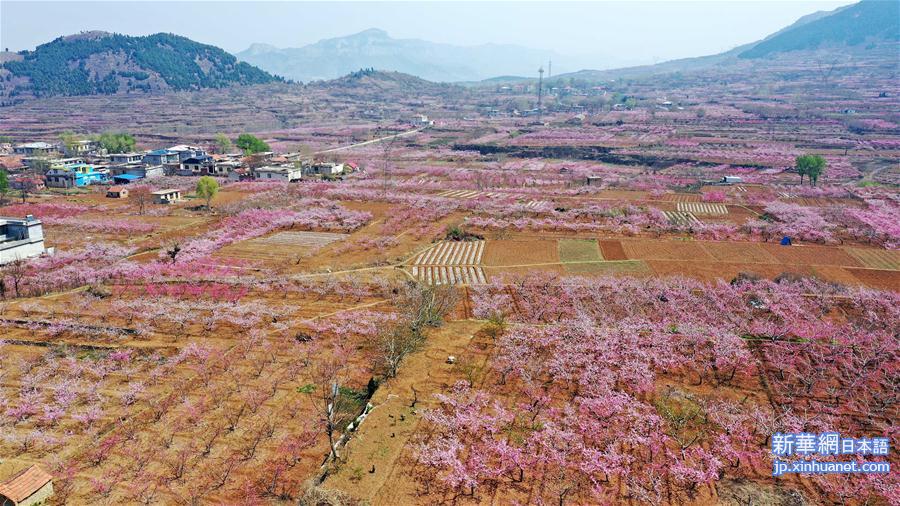 （春季美丽生态）（8）山东济南：万亩桃花笑春风