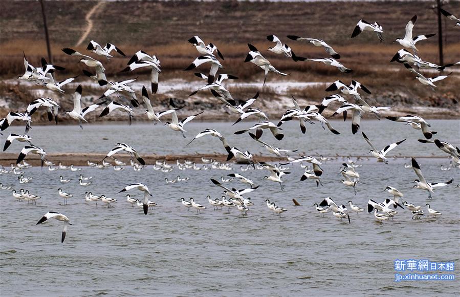 （新华视界）（1）山西运城盐湖湿地迎来大批候鸟