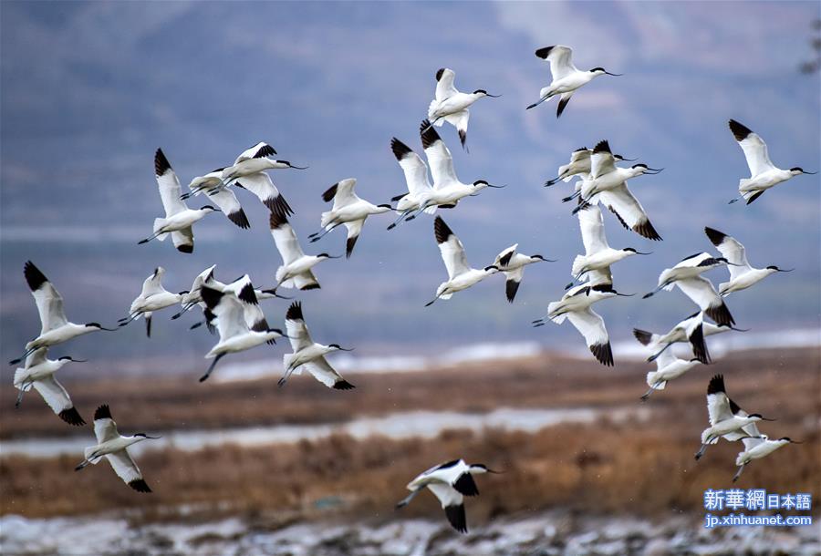 （新华视界）（2）山西运城盐湖湿地迎来大批候鸟