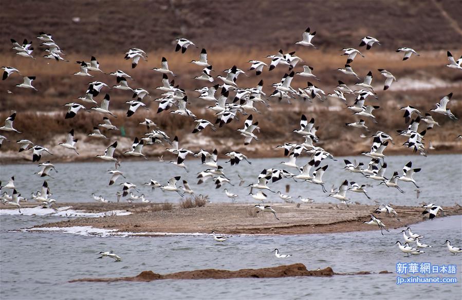 （新华视界）（3）山西运城盐湖湿地迎来大批候鸟