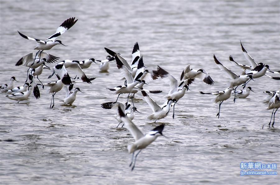 （新华视界）（4）山西运城盐湖湿地迎来大批候鸟
